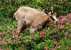 Alpes2013 (303) Arpette chamois